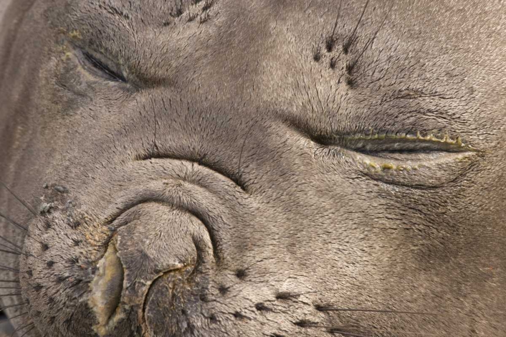 UK Territory, South Georgia IslandElephant seal
